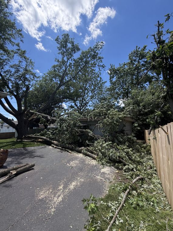 Large tree brought down across a driveway after a storm